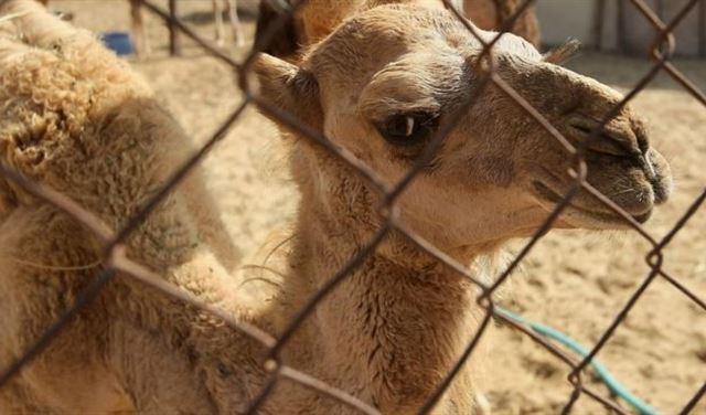 السعودية "تطرد الإبل والأغنام القطرية"