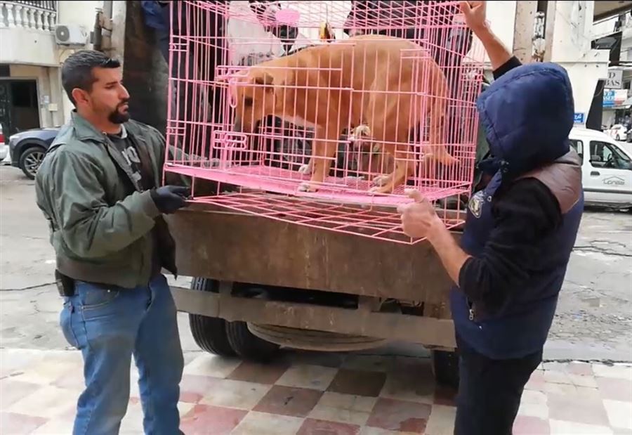هكذا ستعالج صور مشكلة الكلاب الشاردة