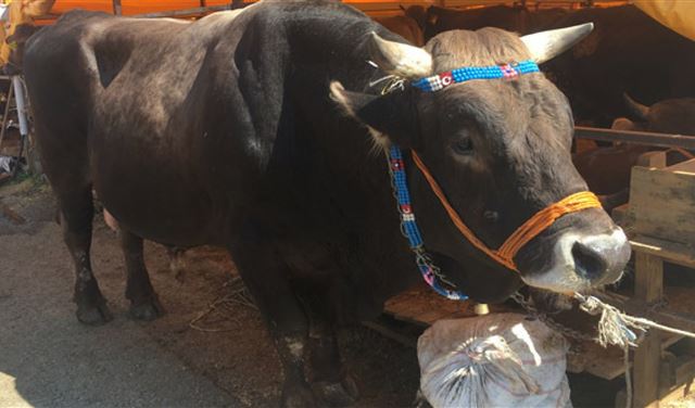 عجل يحطم الرقم القياسي للأضاحي.. للبيع بـ 10 الاف دولار