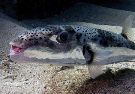 "الصحة" تحذّر من خطر تناول "Lagocephalus spadiceus"