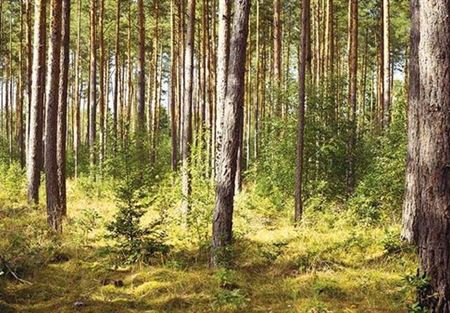 صدق أو لا تصدق.. كثرة الغابات مضرة بالبيئة!