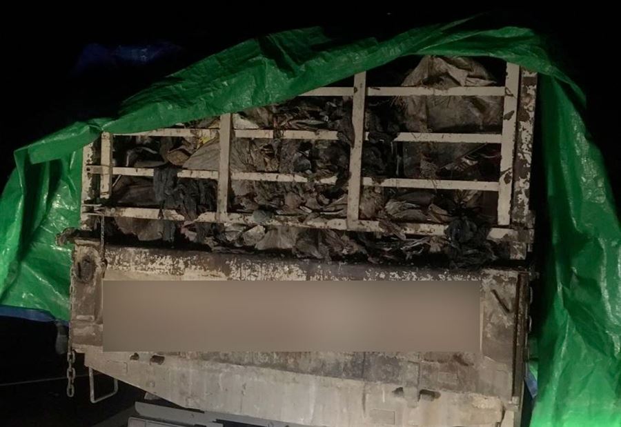 الحراس عادوا الى المدينة  الحراس عادوا الى المدينة