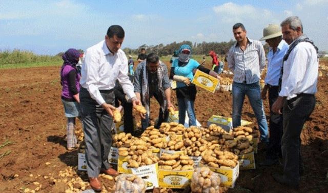 مزارعي البطاطا في عكار: "اوضاعنا مهددة"  مزارعي البطاطا في عكار: "اوضاعنا مهددة"