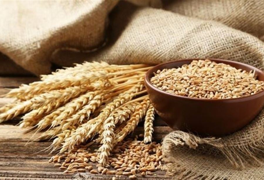 بعد إطلاق الخطة الوطنية لزراعة القمح في لبنان... بيانٌ من "الزراعة" 