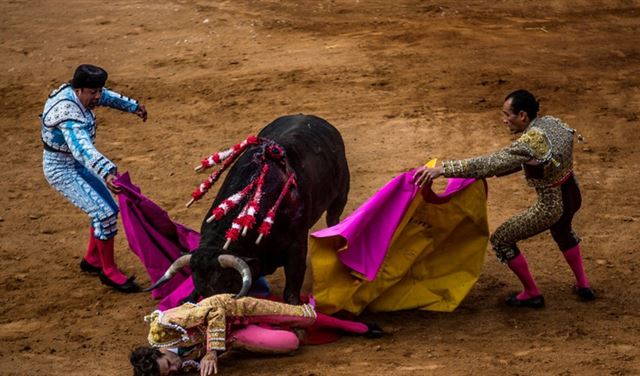 ما مصير "الثور" الذي يقتل مصارعه؟