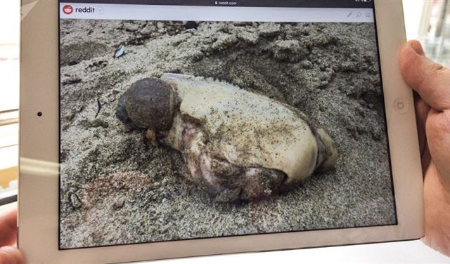 مخلوق غامض يثير الرعب على الشاطئ