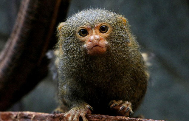 قرود بحجم الإصبع للإهداء