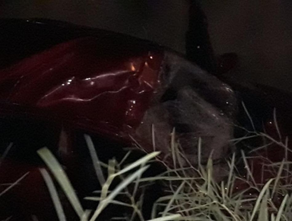 بالصور: قتيل وجريحة اثر تدهور سيارة في ادما