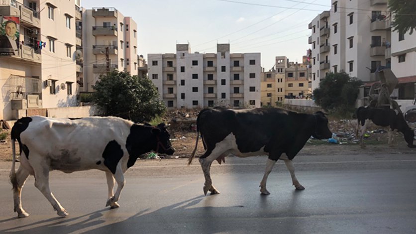 بالصور: أبقار تجول على الطريق في مجدليا 