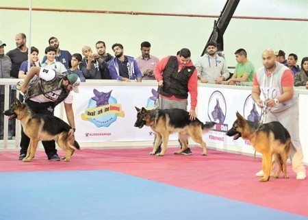 بالصور.. وللكلاب "ملك جمال" في الكويت !