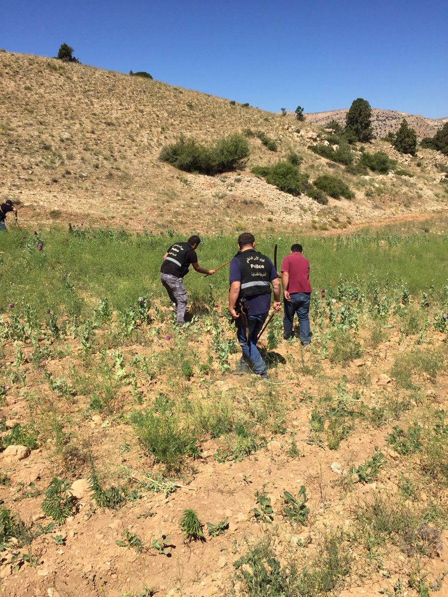 بالصور.. تلف أرض مزروعة  "خشخاش الافيون"