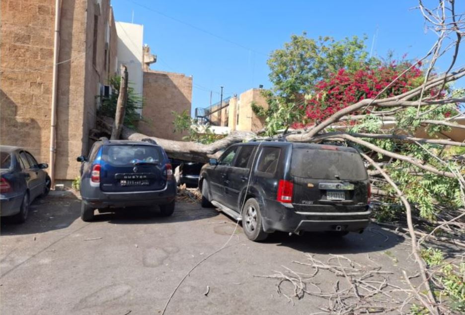 إصابة شخص إثر سقوط شجرة معمرة في باحة سرايا صيدا (صورة)