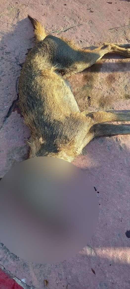 هجوم من نوع آخر في الجنوب... والمستهدف طفلة! هجوم من نوع آخر في الجنوب... والمستهدف طفلة!
